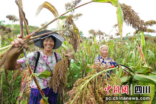 农户正在收割优质高粱。罗平 摄