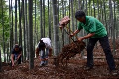 长宁4乡镇入围全国首批“中国竹业特色之乡”