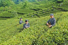 一杯春茶冲泡出川茶振兴之路