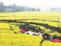 绵阳安州首届油菜花节启幕